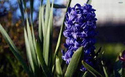 Hyacinth