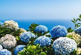 Hydrangea