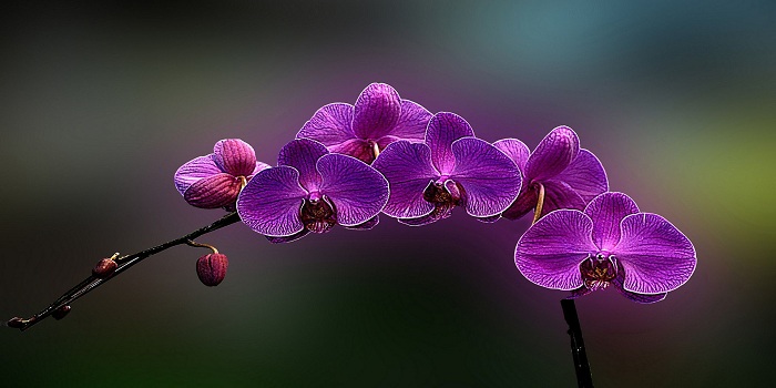 Orchids
