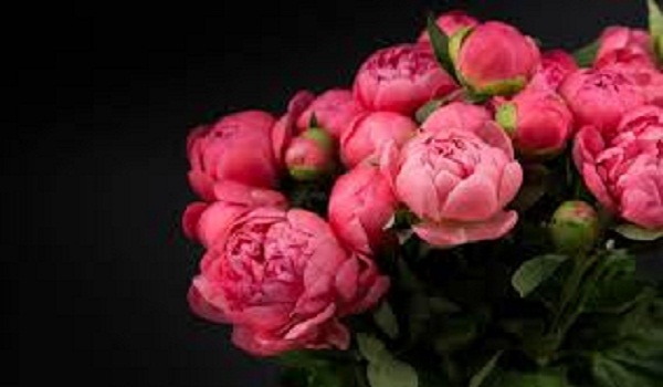 Peonies