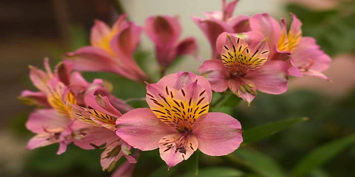 Peruvian Lily