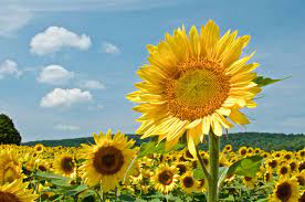 sunflowers