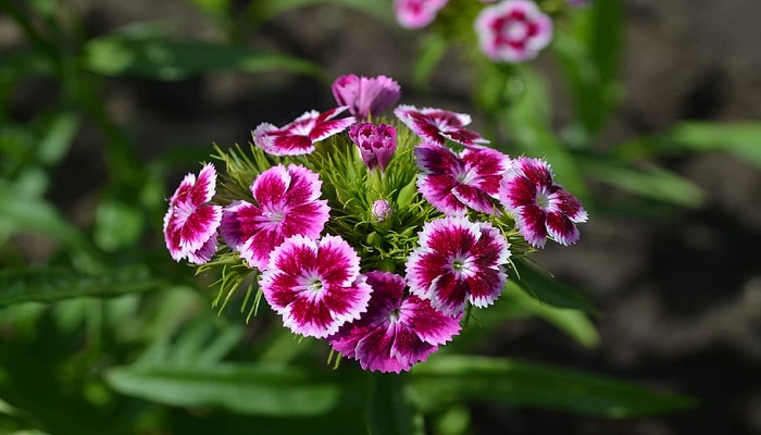Sweet William
