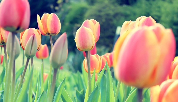 Tulips