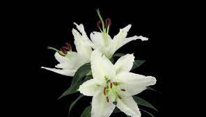 White Stargazer Lily