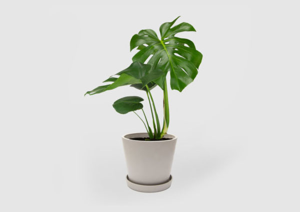 plants