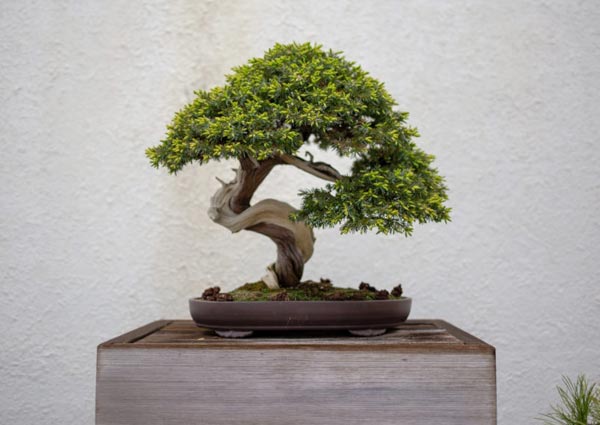 A-Brief-History-of-Plant-Symbolism