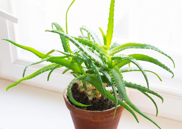 Aloe