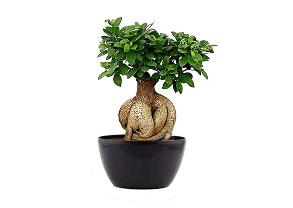 Bonsai