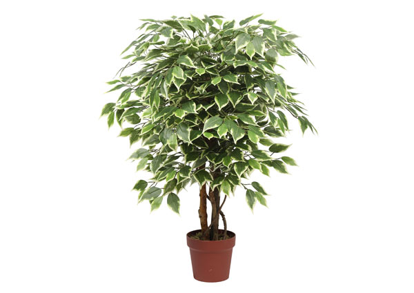 Ficus