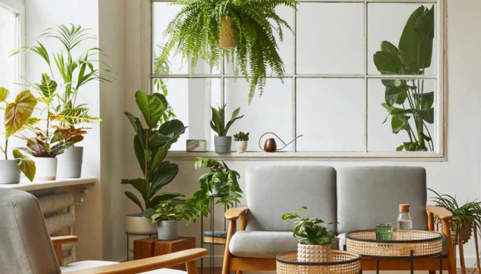 Guide to Plant Meaning & Symbolism of Popular 15 Houseplants in Dubai