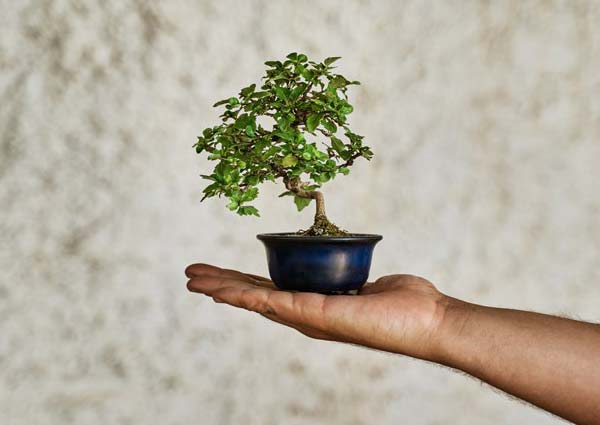 Symbolism-and-Meaning-of-Plants