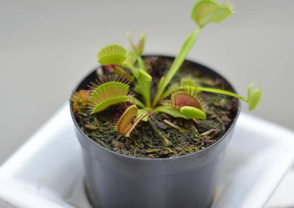 Venus-Flytrap