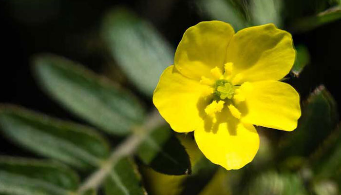 Everything You Need to Know About National Flower of UAE – Tribulus Omanense
