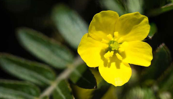 Everything You Need to Know About National Flower of UAE – Tribulus Omanense – Flowerdeliveryuae Official Blog