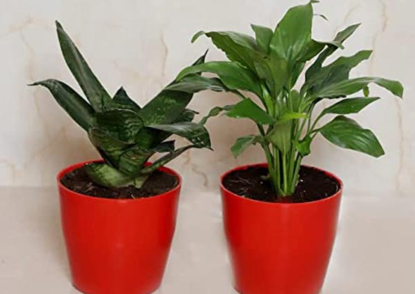 Marriage Anniversary Plant Gifts