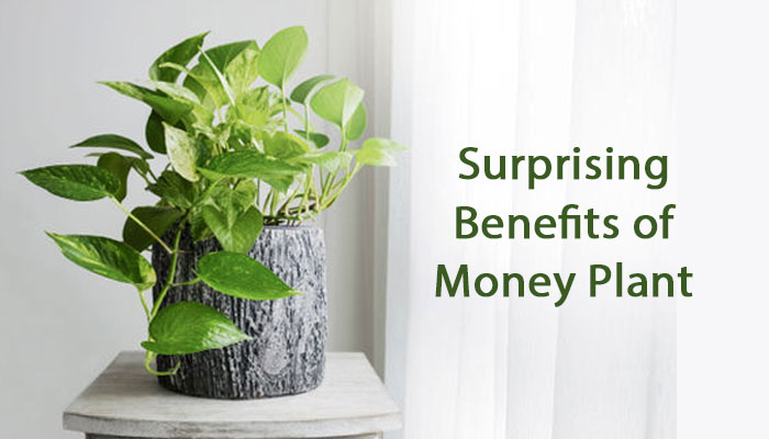 10 Surprising Benefits of Money Plant!!