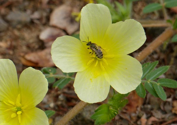 Uses and Purposes of Tribulus