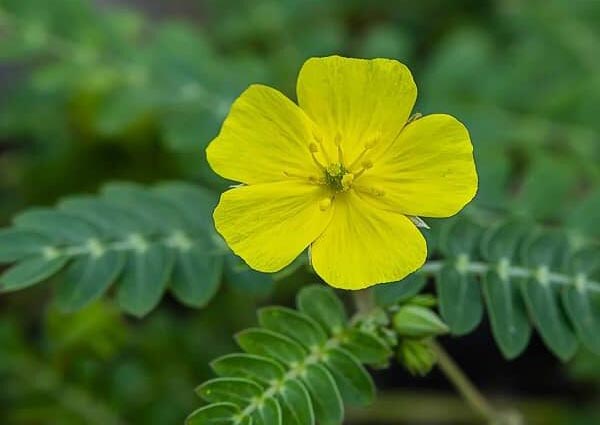 What-Tribulus-Omanense-Stands