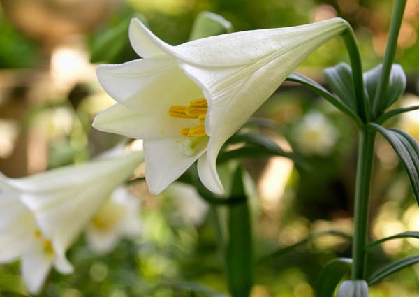 easter lilies