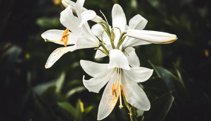 Everything About Lilies: From Type of Lilies to Significance of Lily