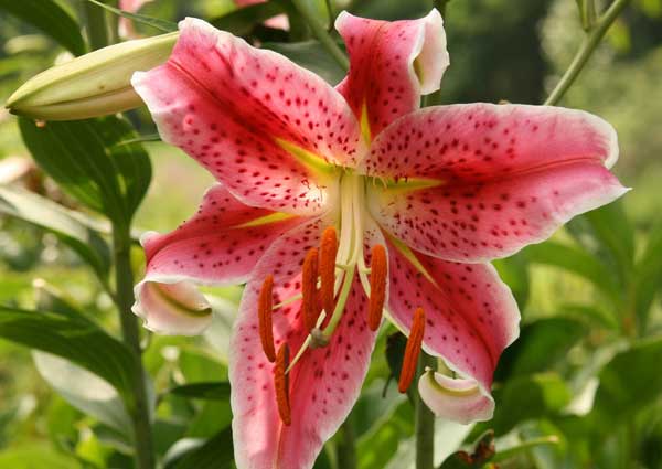 oriental lilies