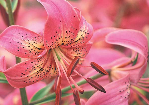 lilies