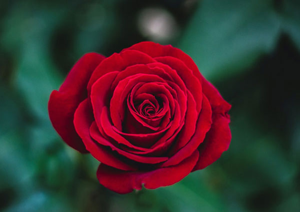 Red-Rose-Meaning-and-Significance