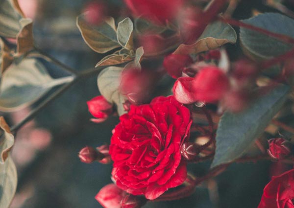 Red-Rose-Symbolism-by-Number