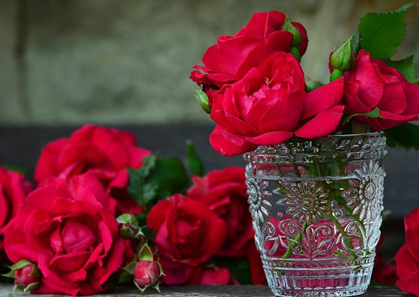 Red-Rose-and-Different-Traditions