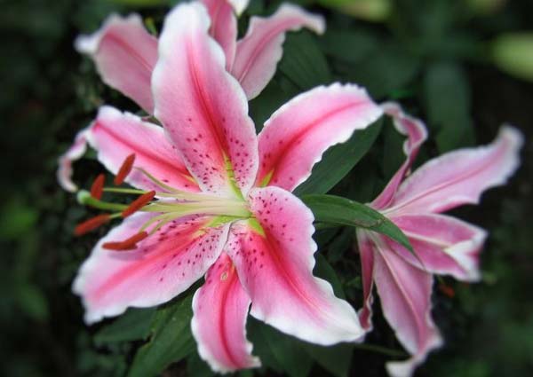 significance of lilies flower