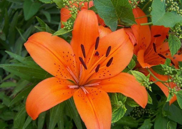 unique qualities of lilies