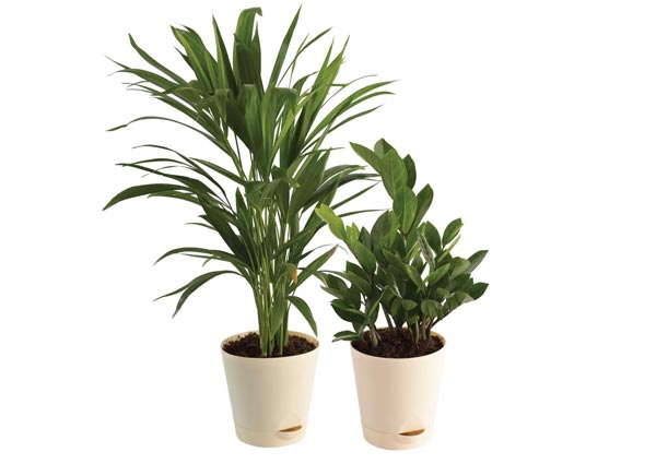 plants
