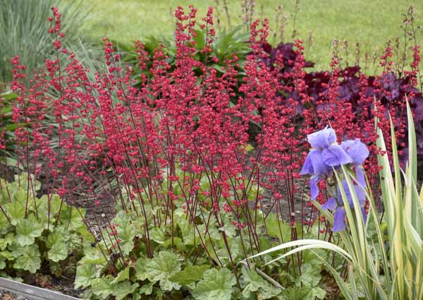 heuchera or coral bells