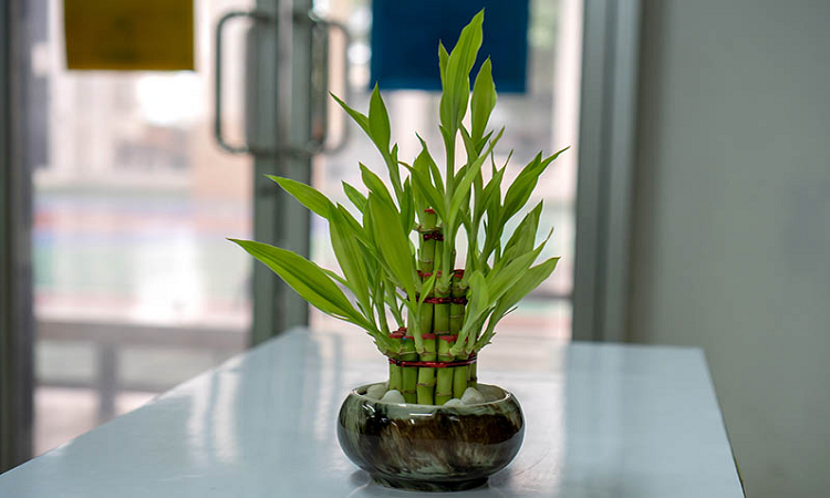 good luck bamboo plant