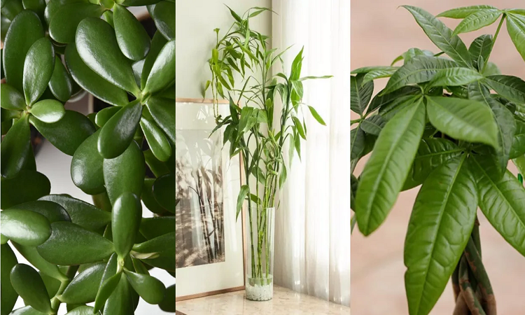 9 Best Feng Shui Lucky Plants for Your Home & Office