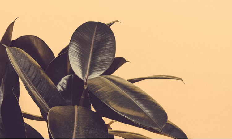 rubber plants