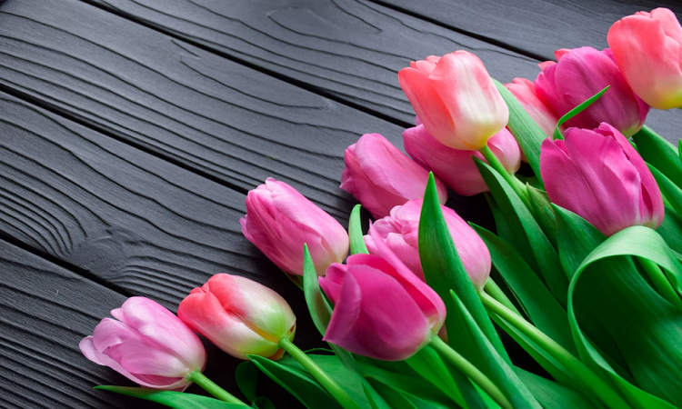 tulips
