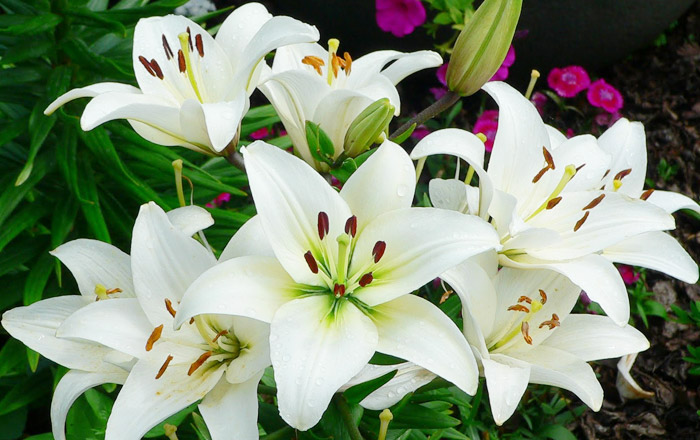 Lily Care Guide