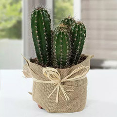 Cactus Jute Wrapped Potted Plant - Plant Delivery Awanat 