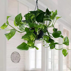 Hanging Epipremnum Aureum Plant :  Plant Delivery Awanat