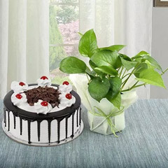 Money Plant and Blackforest Cake Combo - Plant Delivery Awanat 