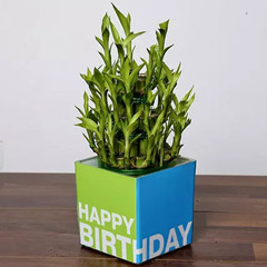 3 Layer Bamboo Plant For Birthday - Bamboo Plants 