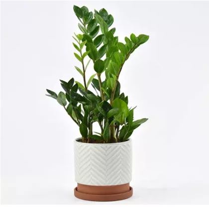 Air Purifing Z Plant