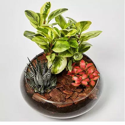 Fittonia With Peperomia & Haworthia In Platter Planter