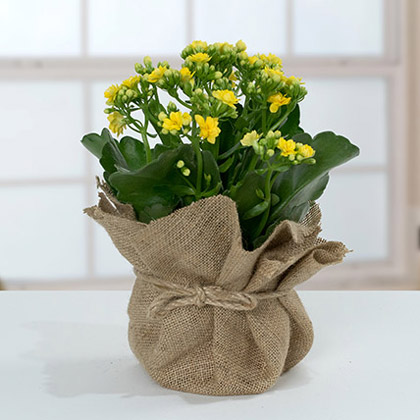 Jute Wrapped Yellow Kalanchoe Plant