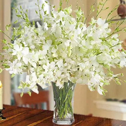 40 White Orchid Arrangement