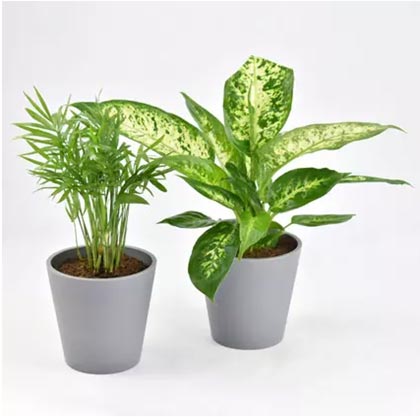 Combo Of Beautiful Indoor Plants