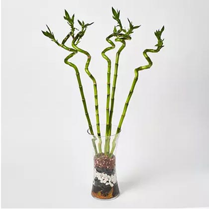 Spiral Shaped Lucky Bamboo Plant In Glass Vase