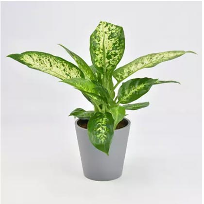 Dieffenbachia Plant For Your Indoors